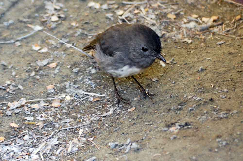 Balia: Petroica australis australis - Nuova Zelanda